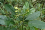 <strong>Psychotria aneityensis - Ramon, Laurence - 171</strong><br />© Ramon, Laurence
